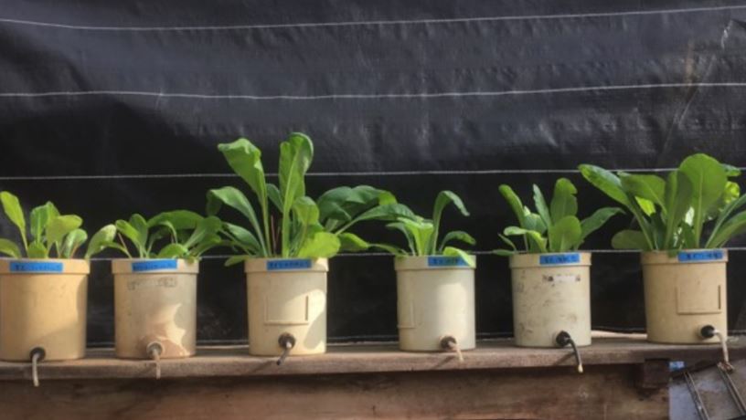 six potted vegetable plants