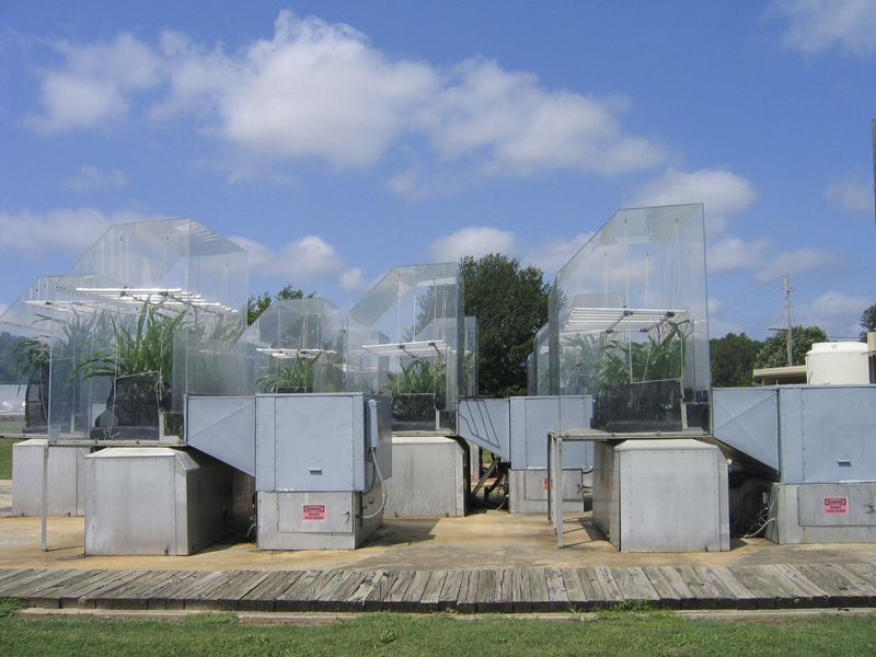 Mini greenhouses with corn inside.