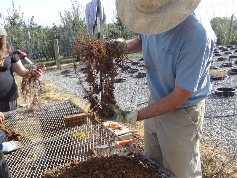 Researcher holds up apple tree roots to examine