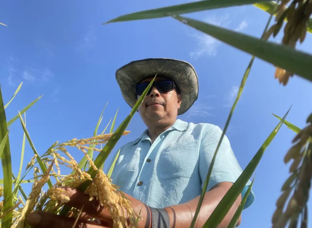 man wearing hat and sunglasses holding rice crops in field