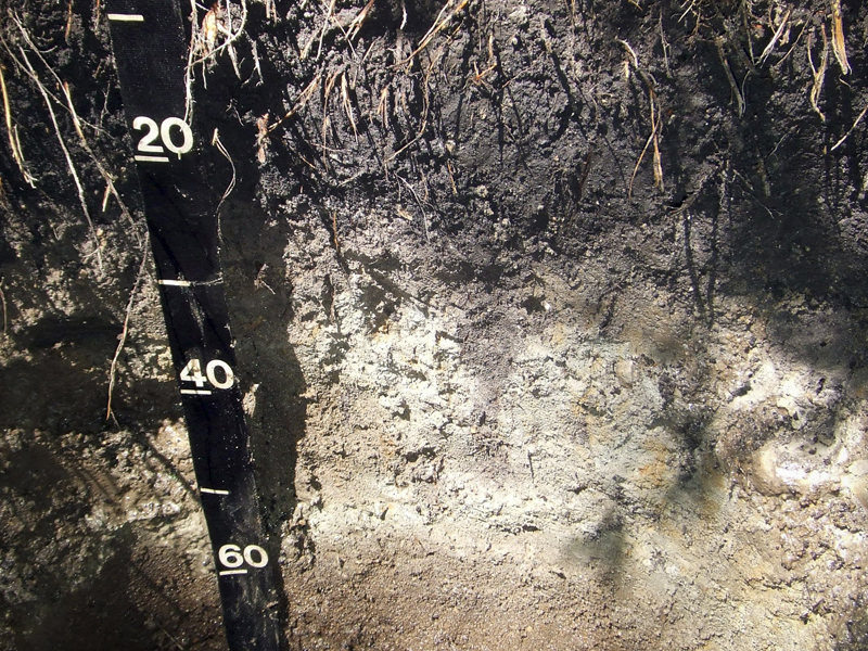 Soil profile with buried horizons