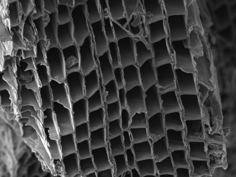 scanning electron micrograph image showing small pores in biochar