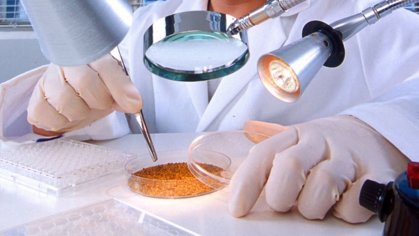 scientist in lab examining seeds in petri dish