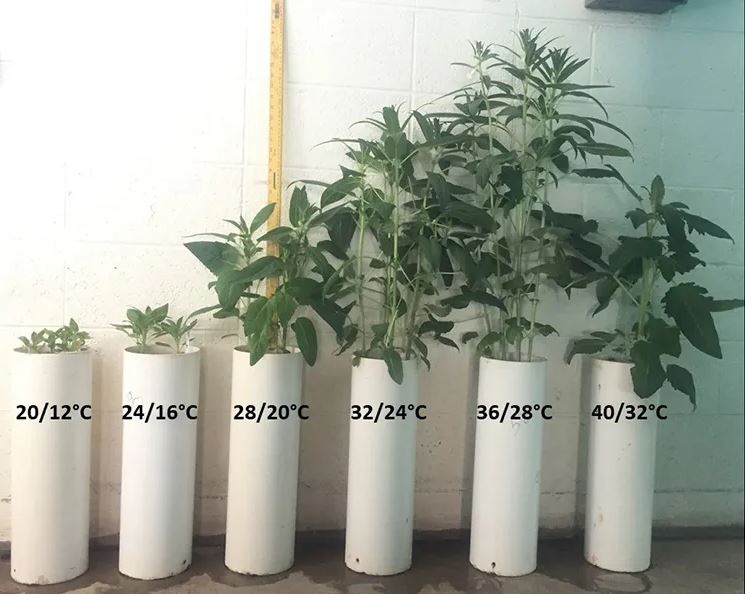 six potted sesame plants with various amounts of temperature stress