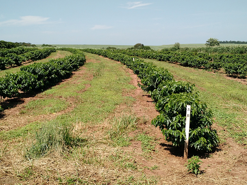 labeled coffee plants in field