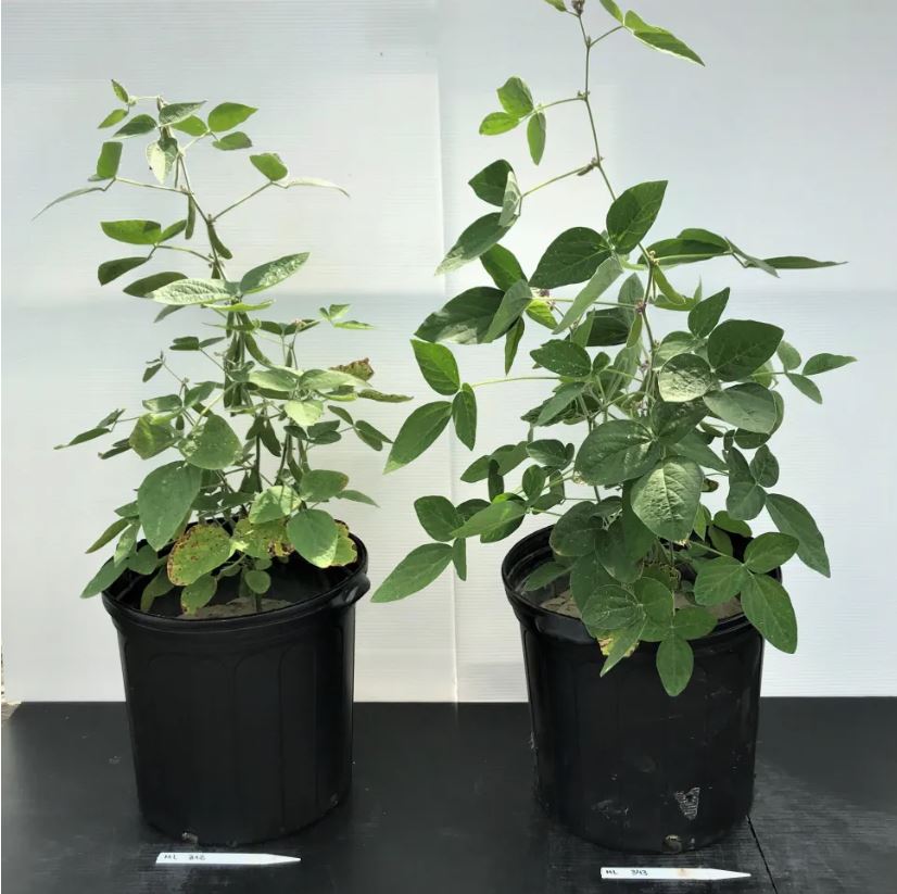 two potted soybean plants with and without orange peels added