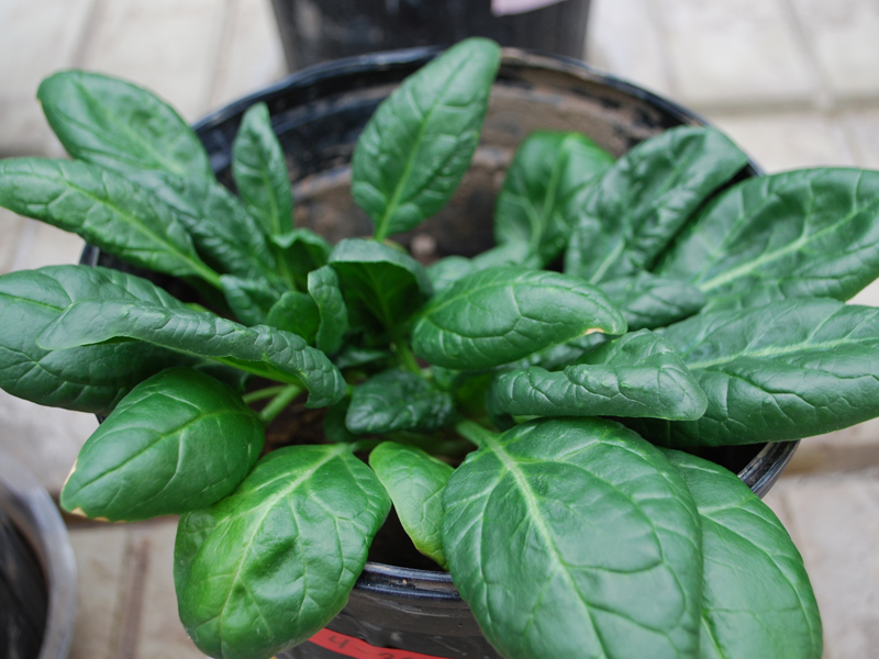 Spinach growing in pot