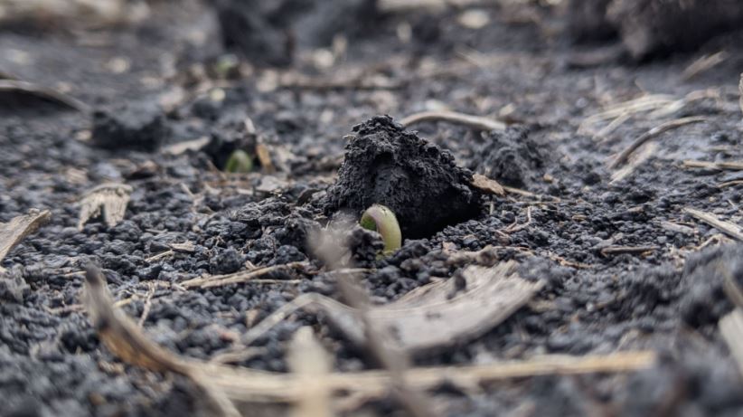 sprout emerging through soil