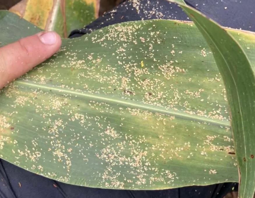 sugarcane aphids on leaf