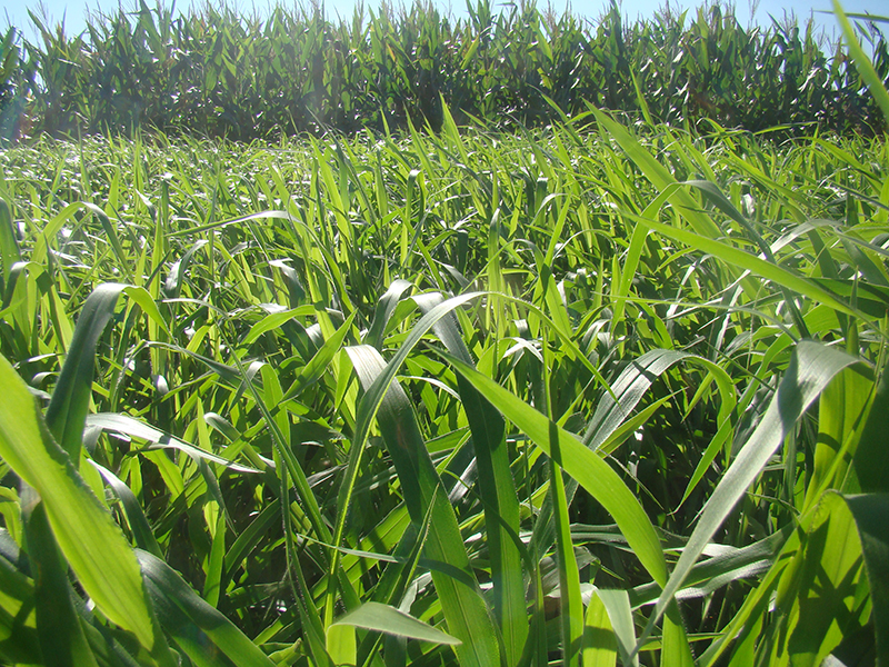 field of grass