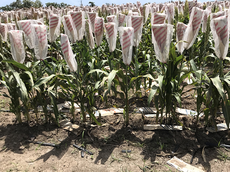 Sorghum plants with paper bag over seed head