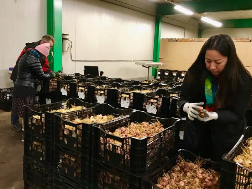 three people inspecting crops in crates