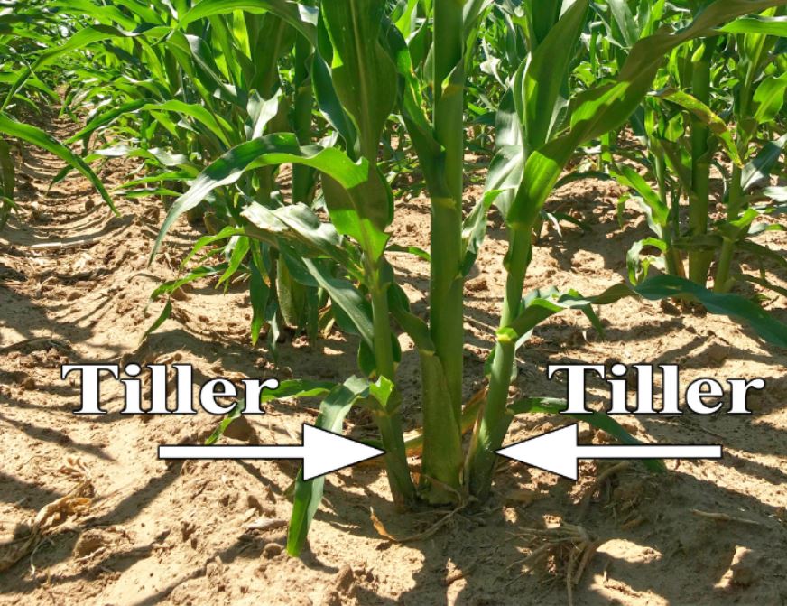 corn stalks in cornfield showing tillers at base