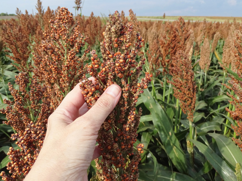 sorghum head