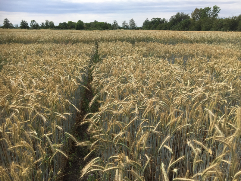 plot fields of winter rye crops with trees and sky in background