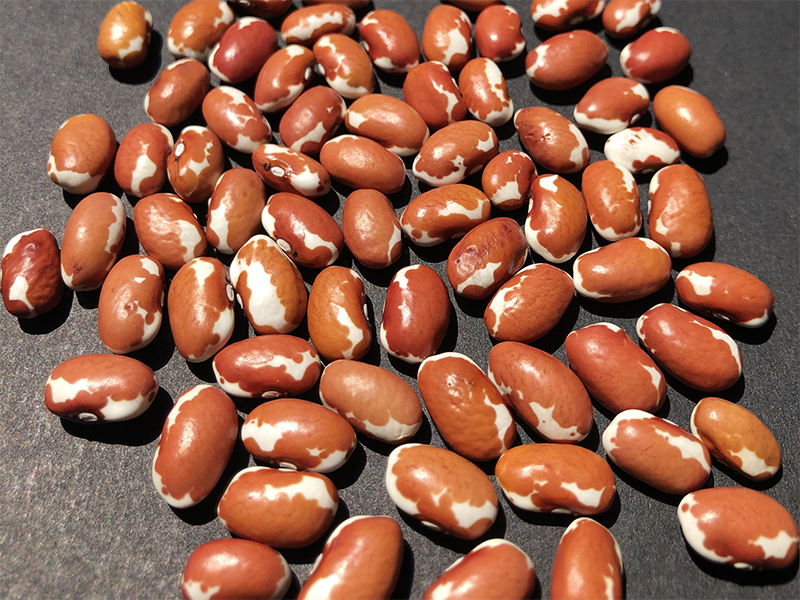 red and white mottled dry beans