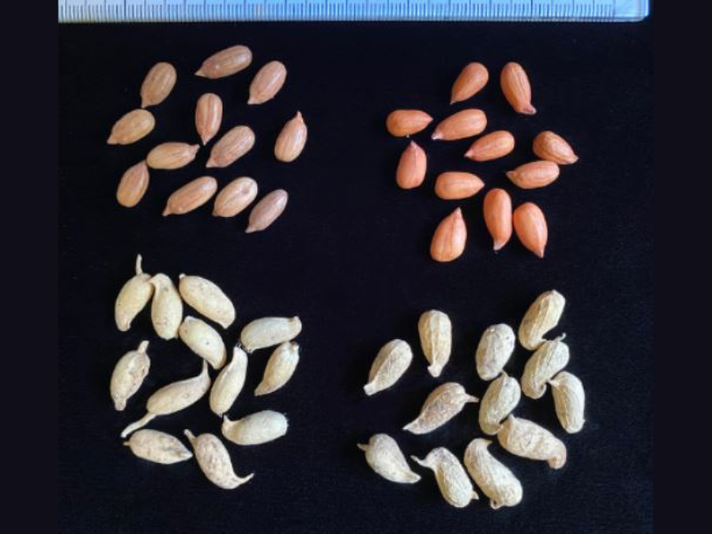 four groups of peanuts