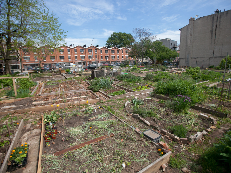 raised garden bed in community garden with buildings in background