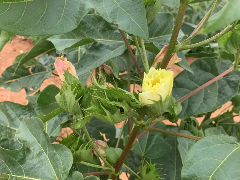 Pima cotton flower in bloom