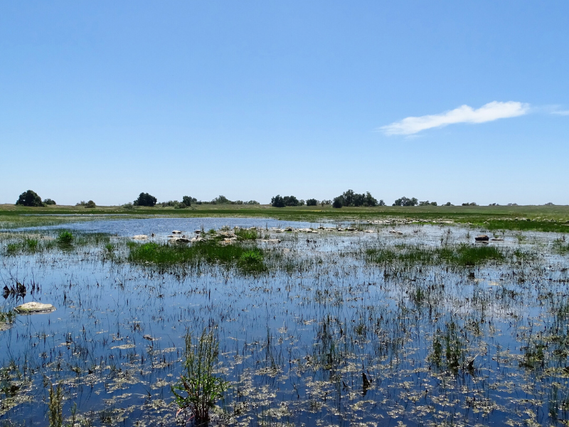 wetland depression in field with trees and sky in background