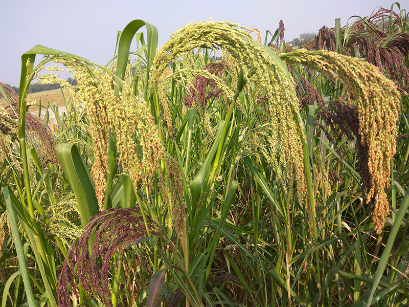 Little millet maturing in the field.