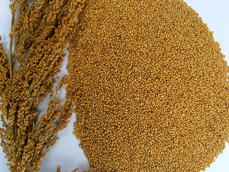 Pile of millet seed next to mature millet head holding seeds