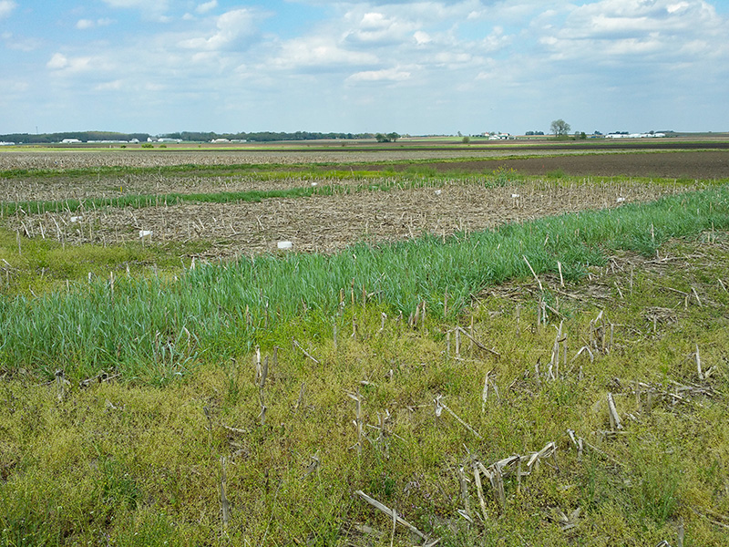 Field with cover crops growing