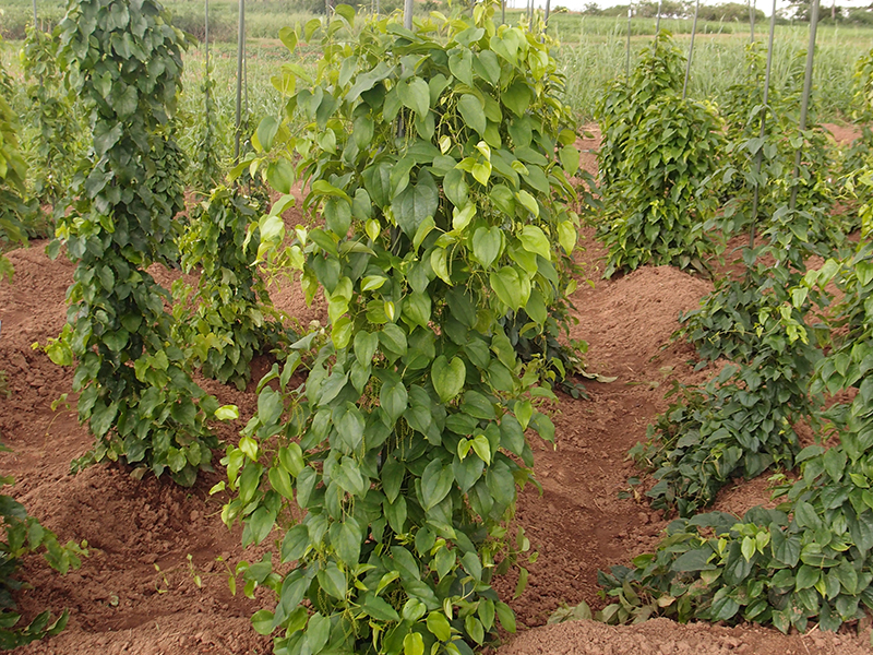 Yam plants growing on stakes