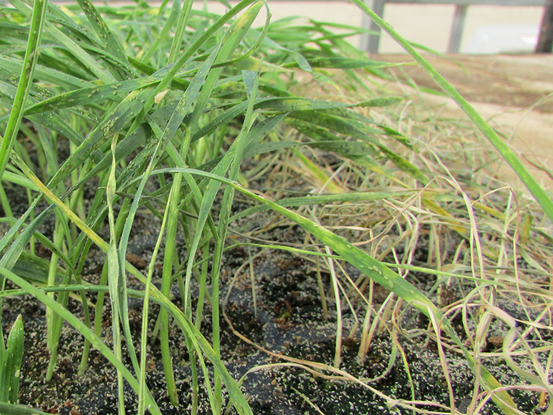 aphids on wheat