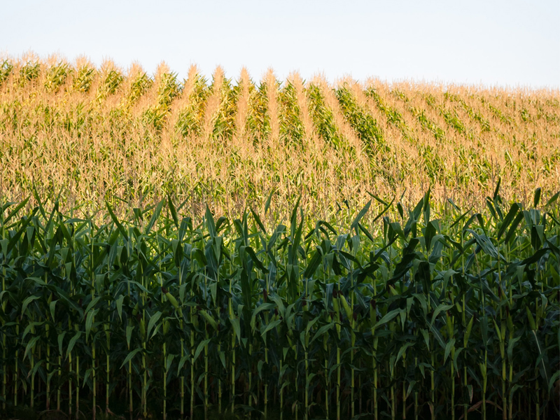 field of corn stalks