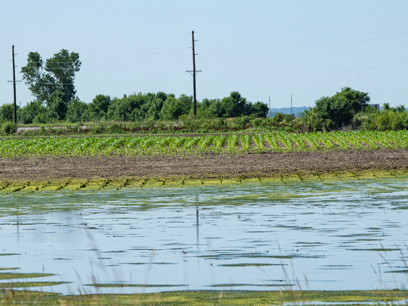 Flooded field