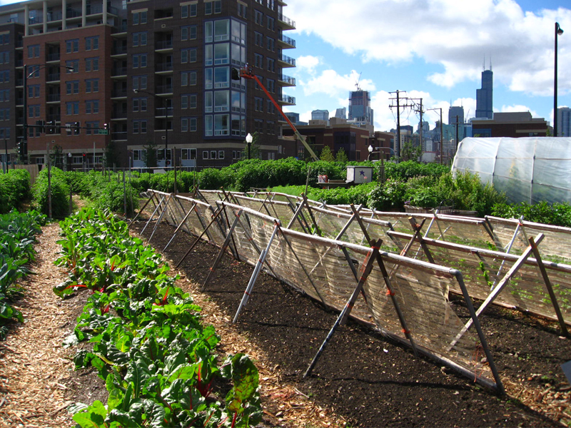 Urban garden