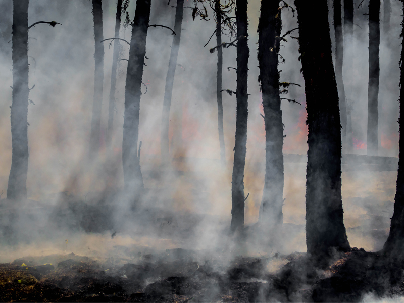 Forest after a fire