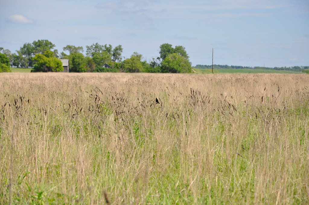 field of conservation vegetation 