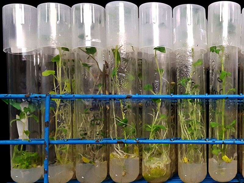 test tubes with potato plant tissue