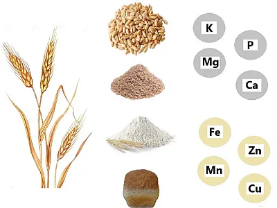 This image is reprinted from Wysocka et al. (2025; https://doi.org/10.3390/plants14071003) under this license https://creativecommons.org/licenses/by/4.0/ and is not associated with the research discussed below. 