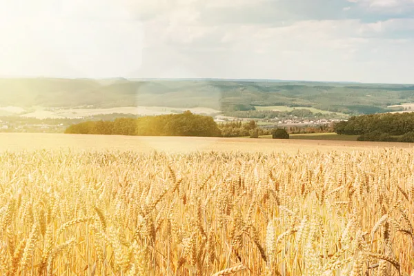 panoramic view of sunshine over wheat crop