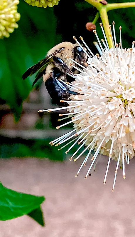 a bee sits on a flower