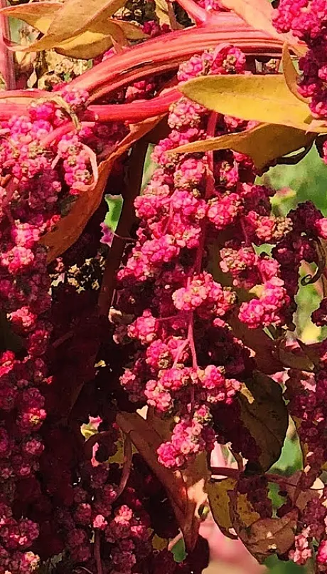 quinoa plant before harvesting