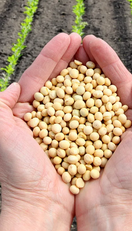 soybeans in hand with fresh crop in background