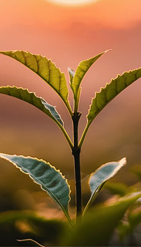 close up of tea plant at sunrise