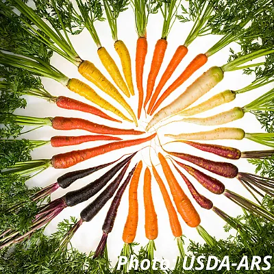 Carrots credit USDA ARS