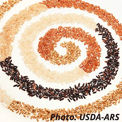 Seeds photo credit USDA ARS