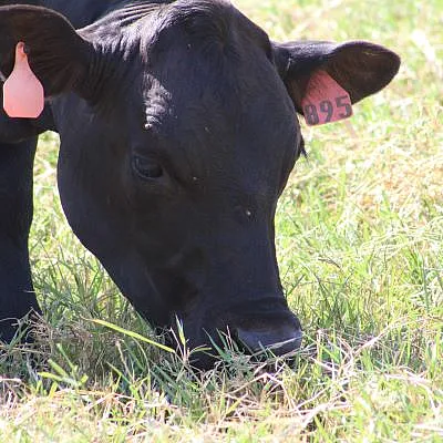 Stock on bermuda grass